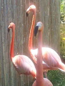 San Diego Zoo Flamingoes
