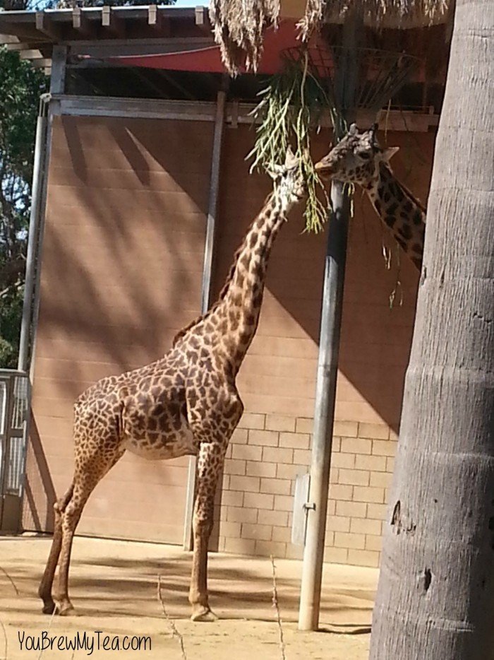 San Diego Zoo Giraffes
